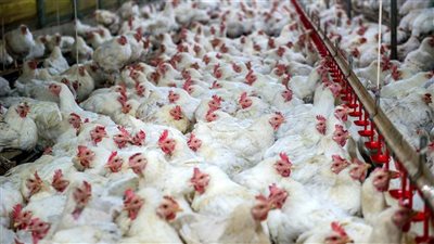 الزراعة: ننتج 1.4 مليار دجاجة و14 مليار بيضة في العام