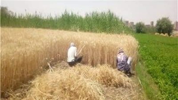 زراعة المنوفية