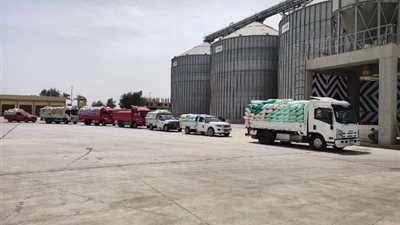 زراعة القليوبية: صوامع القليوبية تستقبل8 أطنان و357 كيلو قمح من المزارعين.