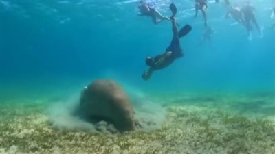 عقب مداعبتها للسباحين.. شاهد كيف تتغذى عروس البحر في أعماق البحر الأحمر| صور وفيديو