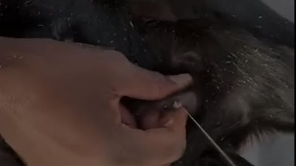 ماعز يدر الحليب بعمر