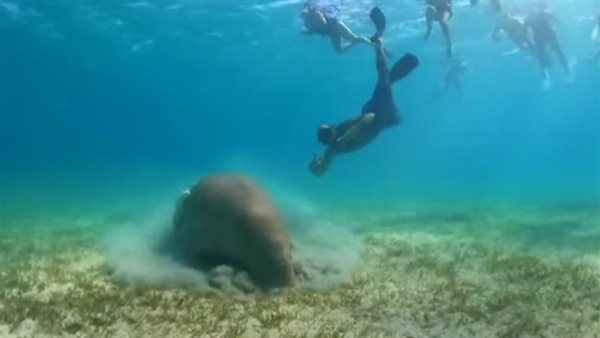 عروس البحر تتغذى