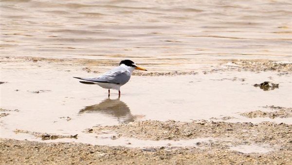 طائر السنونو 