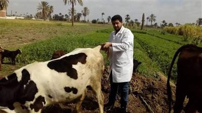 تحصين نحو 50 ألف رأس ماشية ضد الحمى القلاعية والوادي المتصدع بالأقصر 