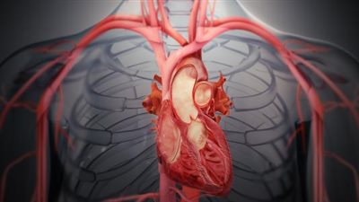 نتيجة لتدهور الصمام.. الأطباء يستبدلون قلب رضيعة بريطانية بأنسجة البقر