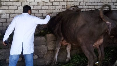 محافظة قنا تنفي انتشار وبائي لأمراض الحمى القلاعية والجلد العقدي