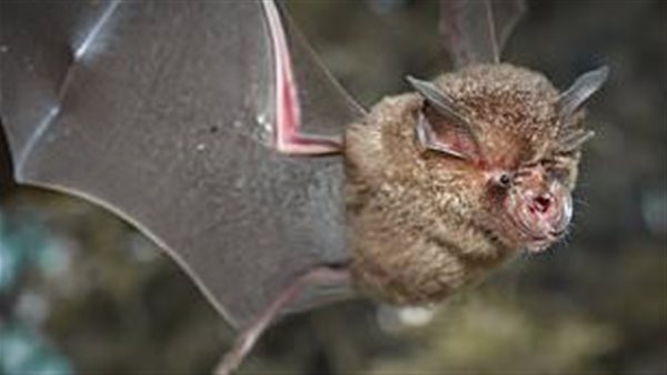 انتقال الخفافيش