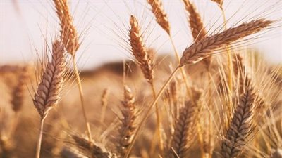 زيادة رسوم تصدير القمح الروسي للمرة السادسة على التوالي.. والطن يسجل 120.1 دولار | بث مباشر