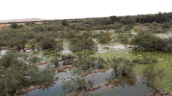 الغابة الشجرية بقرية