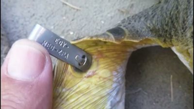 مهددة بالإنقراض.. برنامج لترقيم وصون السلاحف البحرية بمحمية الزرانيق| صور