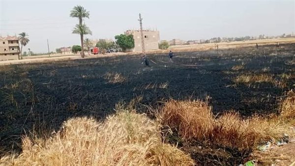 حريق محصول القمح