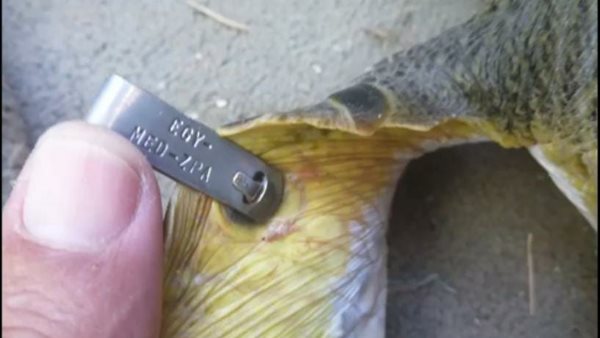 ترقيم السلاحف البحرية