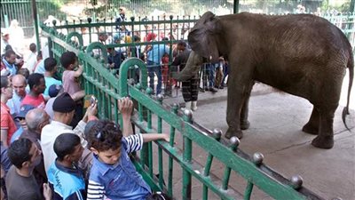 بث مباشر| إقبال كبير من المواطنين على حديقة حيوان الجيزة والأزهر في ثاني أيام عيد الفطر