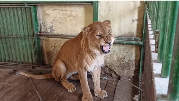 بيت الأسد بحديقة