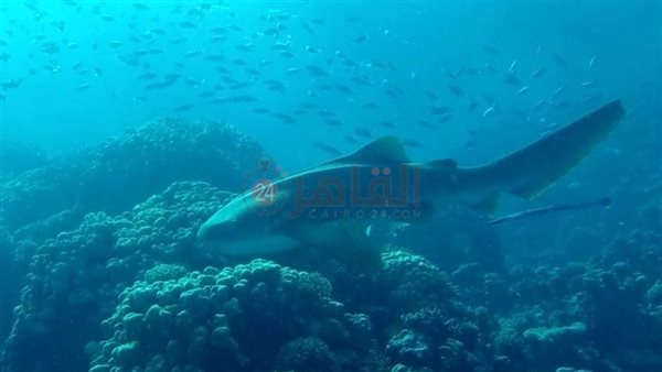 قرش أبيض الطرف بسفاجا