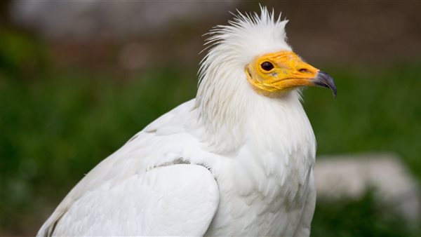 طائر النسر المصري