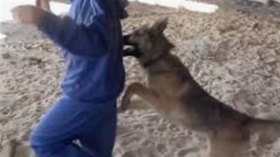 كلب مسعور يعقر 6 أشخاص بينهم أطفال ببني سويف 