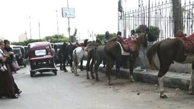 سور مجلس مدينة كفر الزيات يتحول إلى حظيرة حيوانات.. ومحافظ الغربية يتدخل