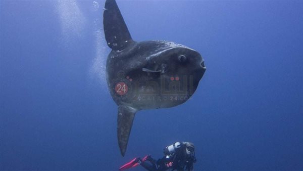 مولا مولا تظهر من