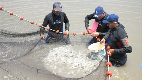  زريعة جمبري