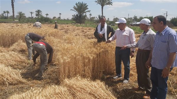 متابعة توريد محصول