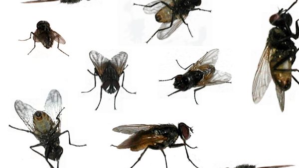 الذباب في الصيف