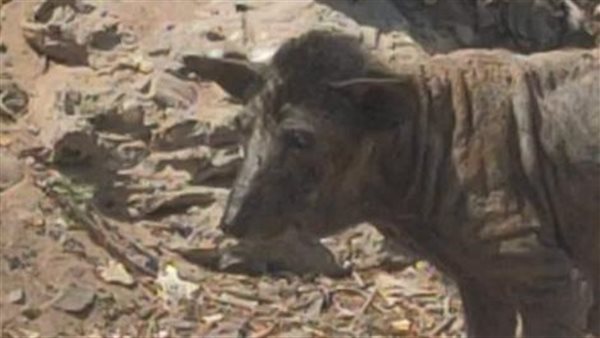 الكلبة الضالة في