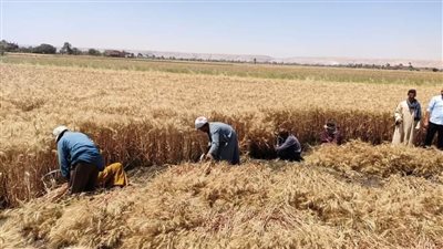 زراعة أسيوط: توريد القمح في أي نوع من الأجولة في حالة عدم توافر الخيش