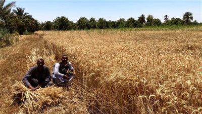 حصاد القمح مبكرا.. الزراعة تصدر 10 توصيات مهمة للمزراعين قبل بدء موجة الحر الشديدة 