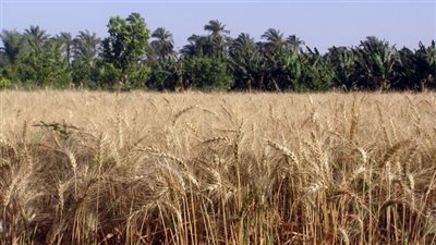 استمرار أعمال توريد القمح إلى الشون والصوامع في البحيرة | بث مباشر