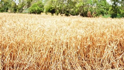 بلومبرج: مصر تحصل على تمويل إضافي بـ 3 مليارات دولار لمواجهة مشاكل القمح