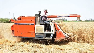 الزراعة: البحيرة والشرقية والمنيا من أكثر المحافظات إنتاجًا للقمح هذا الموسم