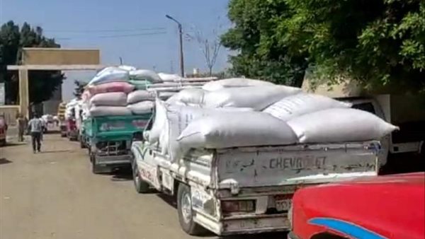 توريد محصول القمح