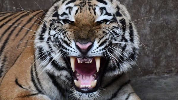 حيوانات جديدة في