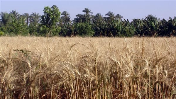 توريد القمح 