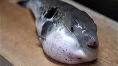 خروج أسرة تسمم سمكة الأرنب ببورسعيد بعد تحسن حالتها الصحية | أسماء