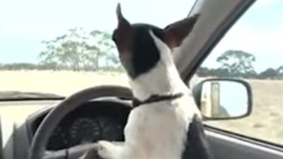 بعد موقف شجاع لها.. مزارع أسترالي يعلم كلبته قيادة السيارات لمساعدته بالعمل | فيديوجراف