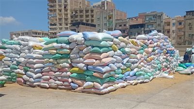 مواقع التخزين بالغربية تستقبل أكثر من 24 ألف طن قمح منذ بداية الموسم