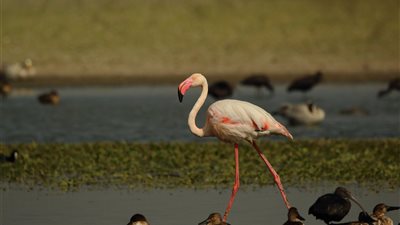 في اليوم العالمي للطيور المهاجرة.. تعرف على أبرز الأنواع المهددة بالانقراض بمصر