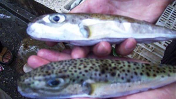 سمكة الأرنب السامة