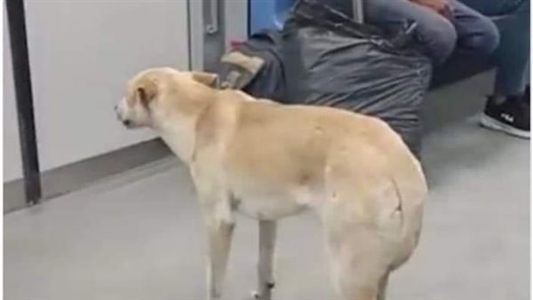 كلب يتجول داخل قطار