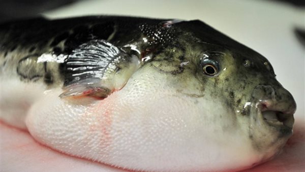 شكل سمكة الأرنب السامة