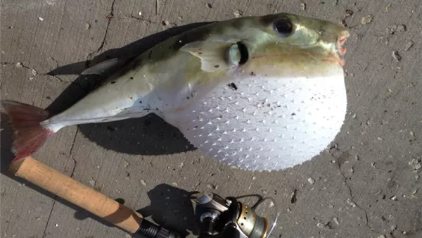 سمكة الأرنب السامة