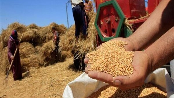 محصول القمح- أرشيفية