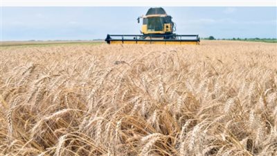 حصاد 33 ألفا و500 فدان قمح وتوريد 37135 طنا بالقليوبية 