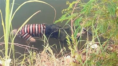 شاب وفتاة ينهيان حياتهما بالقفز داخل ترعة الإبراهيمية بالمنيا 