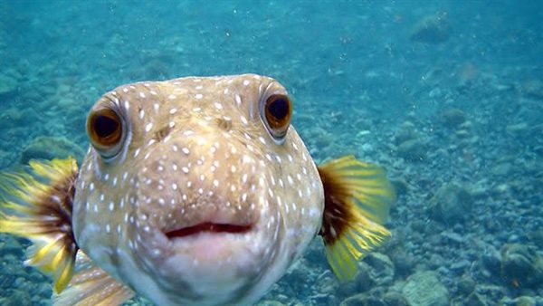 اسماك سامة في مصر