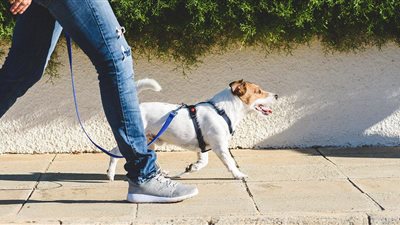 دراسة: مالكو الكلاب سعداء مقارنة بالآخرين.. والحيوان يزيد من التفاعل الاجتماعي