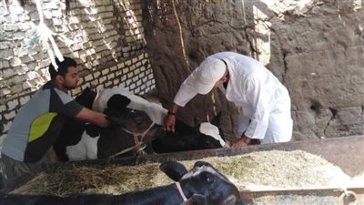 انطلاق الحملة القومية الثانية لـ تحصين الماشية ضد الحمى القلاعية بالشرقية