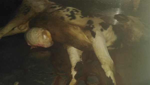 ضبط رأس ماشية مريضة